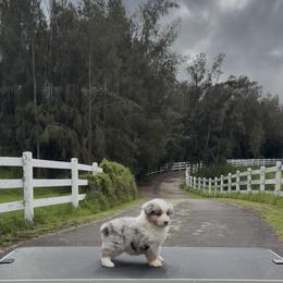 Vixen - Blue merle female Miniature American Shepherd puppy in Kamuela On The Big Island, Hawaii from Royal Hawaiian Aussies LLC