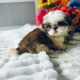 Maci itty bitty baby - Liver and white female Shih Tzu puppy in Elgin, South Carolina from Silver Bells Paw Prints