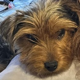 Yorkshire Terriers from Independent Breeder