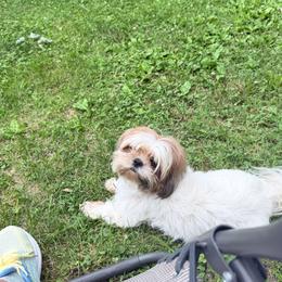 Shih Tzu puppies from Hope Shih tzu
