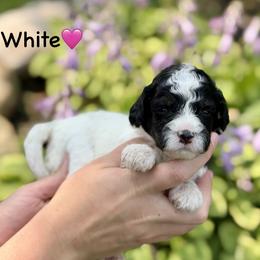 White - Black tri-color female Aussiedoodle puppy in Lancaster, Minnesota from Finney Ranch