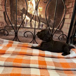 Lady - Purple Collar - Dark brown female Boykin Spaniel puppy in Hurtsboro, Alabama from PARK’s Family Farm