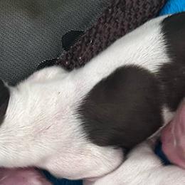 Shania - Piebald female Dachshund puppy in Spring Creek, Nevada from Hobby Horse Mini Doxies