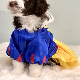 Aussiedoodle Puppies from Ever After Mini Doodles