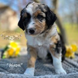 Nixon - Blue merle male Aussiedoodle puppy in Vinemont, Alabama from Cotton Country Kennels
