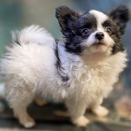 Percy - Black and white male Companion Cross puppy in Davenport, Washington from Lovely Ladies and Little Asses Miniature Equines (L3A Pomeranians & Papillons)