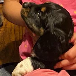 Boots AKC full rights - Black and cream male Dachshund puppy in Elizabethtown, Kentucky from Teeny Tiny Puppy Tails