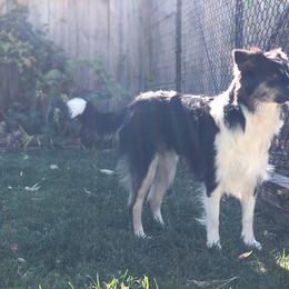 Australian Shepherds from Libby’s Aussies