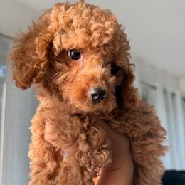 Eddie - Apricot male Poodle puppy in Chattanooga, Tennessee from Joyfull Pals