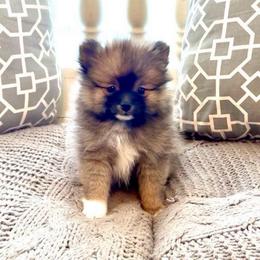 Chewy - Wolf sable male Pomeranian puppy in Stroud, Oklahoma from Laik’s Little Shihtz & Poms