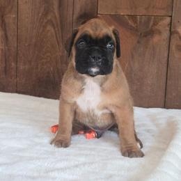 Samson - Fawn male Boxer puppy in Preston, Maryland from Katie's Pups
