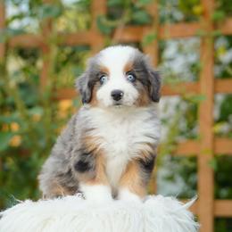 Glacier - Blue merle male Bernedoodle puppy in Spokane, Washington from Lilac City Doodles