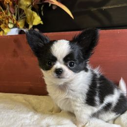 Sadie - Black and white female Chihuahua puppy in Northboro, Iowa from So Sweet Chihuahuas