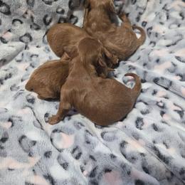Cavapoo puppies from Lake Michigan Couture Cavapoos & Cockapoos