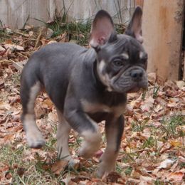 Jack-O - Tricolors male French Bulldog puppy in Twin Falls, Idaho from Whispering White Pines Labradors