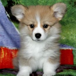 American Corgi Puppies from Martinez Corgis