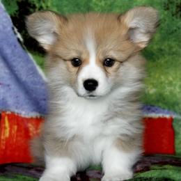 American Corgi Puppies from Martinez Corgis