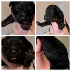 AGOUTI (RARE COLORING) - Brown male Whoodle puppy in Kalispell, Montana from Countryman Whoodles