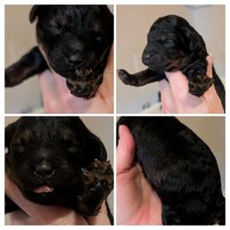 AGOUTI (RARE COLORING) - Brown male Whoodle puppy in Kalispell, Montana from Countryman Whoodles