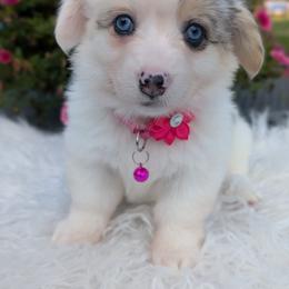 Beyonce - Blue merle and white female American Corgi puppy in Garrett, Indiana from Chloe's Colorful Corgis
