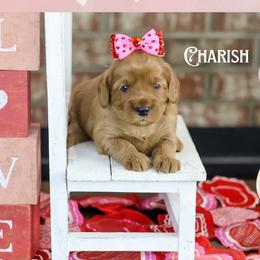 Charish - Red female Australian Labradoodle puppy in Redding, California from Shasta Royal Monroe Puppies