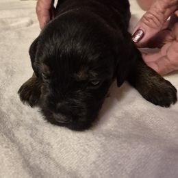 Boy 1 - Blue and tan male Border Terrier puppy in Mayer, Arizona from Stonehouse Border Terriers and Basset Fauve de Bretagne