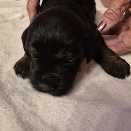 Boy 1 - Blue and tan male Border Terrier puppy in Mayer, Arizona from Stonehouse Border Terriers and Basset Fauve de Bretagne