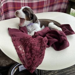 Trixie - Liver white and tan English Springer Spaniel puppy in Williston, Florida from Bizzy Farms English Springer Spaniels