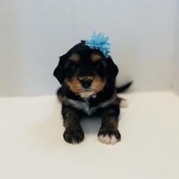 Lizzie-Teal - Tri-color female Bernedoodle puppy in Casper, Wyoming from 307 Doodles