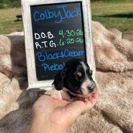 Colby Jack - Piebald male Dachshund puppy in Rogue River, Oregon from Bear Feet Dachshunds