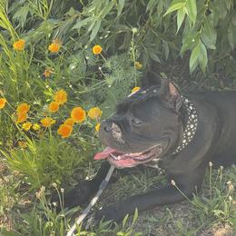 Cane Corso from Blue river kennels