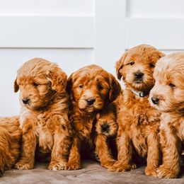 Goldendoodle Puppies from Golden Haven Doodles