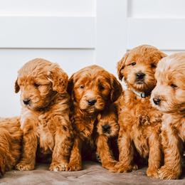 Goldendoodle Puppies from Golden Haven Doodles