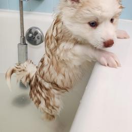 Pomsky and Siberian Husky Puppies from Whitmore Wolfpack LLC