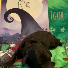 Igor - Silver male Poodle puppy in Norman, Oklahoma from ShowME Miniature Poodles