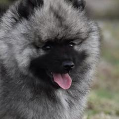 Keeshond Puppies from Anna Boehringer