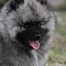 Keeshond Puppies from Anna Boehringer