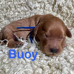 Buoy - Apricot male Cavapoo puppy in Chelan, Washington from North Cascades Doodles