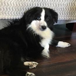 Cash - Miniature Australian Shepherd