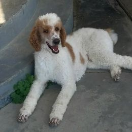 Maverick - Poodle