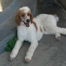 Maverick - Poodle