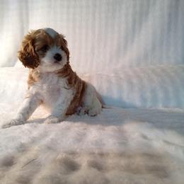 Wheeler - male Cavapoochon puppy in Fredericksburg, Ohio from Timshell Farm: Specialty Crossbreed Puppies