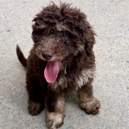 Aspen - Merle female Goldendoodle puppy in Rome, Georgia from Victoria’s Designer Doodles