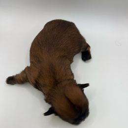 Red and black - Sable male Shih Tzu puppy in Citrus Heights, California from The Lion dog Shih Tzu