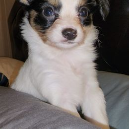 Bella - White black and tan Papillon puppy in Wainae, Hawaii from Furever Barks & Purrs