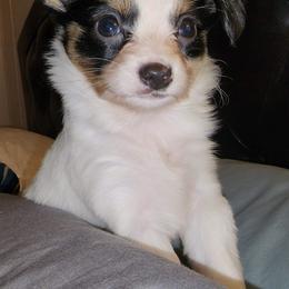 Bella - White black and tan Papillon puppy in Wainae, Hawaii from Furever Barks & Purrs