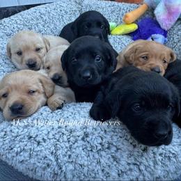 2nd pick black male - Black male Labrador Retriever puppy in Newport, North Carolina from AKS’s Water Bound Retrievers