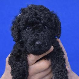 Sage - Black male Poodle puppy in Tallahassee, Florida from Bows and Bow Ties