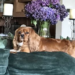 Poppy - Cavalier King Charles Spaniel