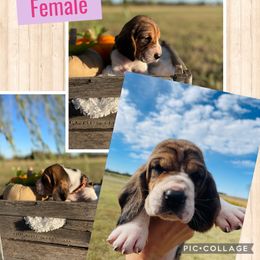 "Cinnamon female" Basset Hound Puppies from Little Patch of Heaven